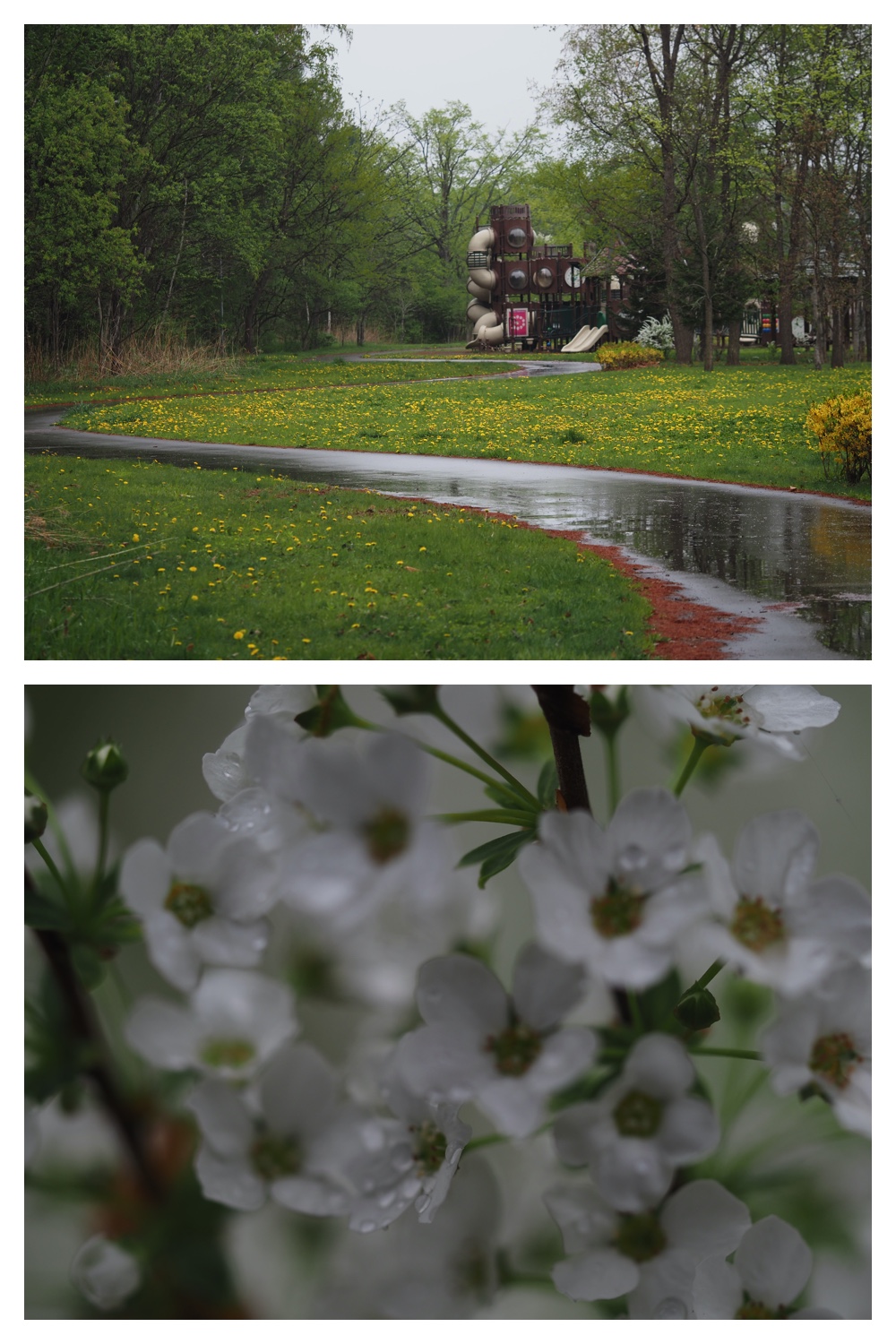 240507_Rainy-walk_4