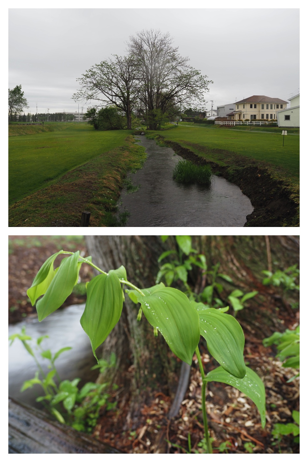 240513_Rainy-walk_15.jpg