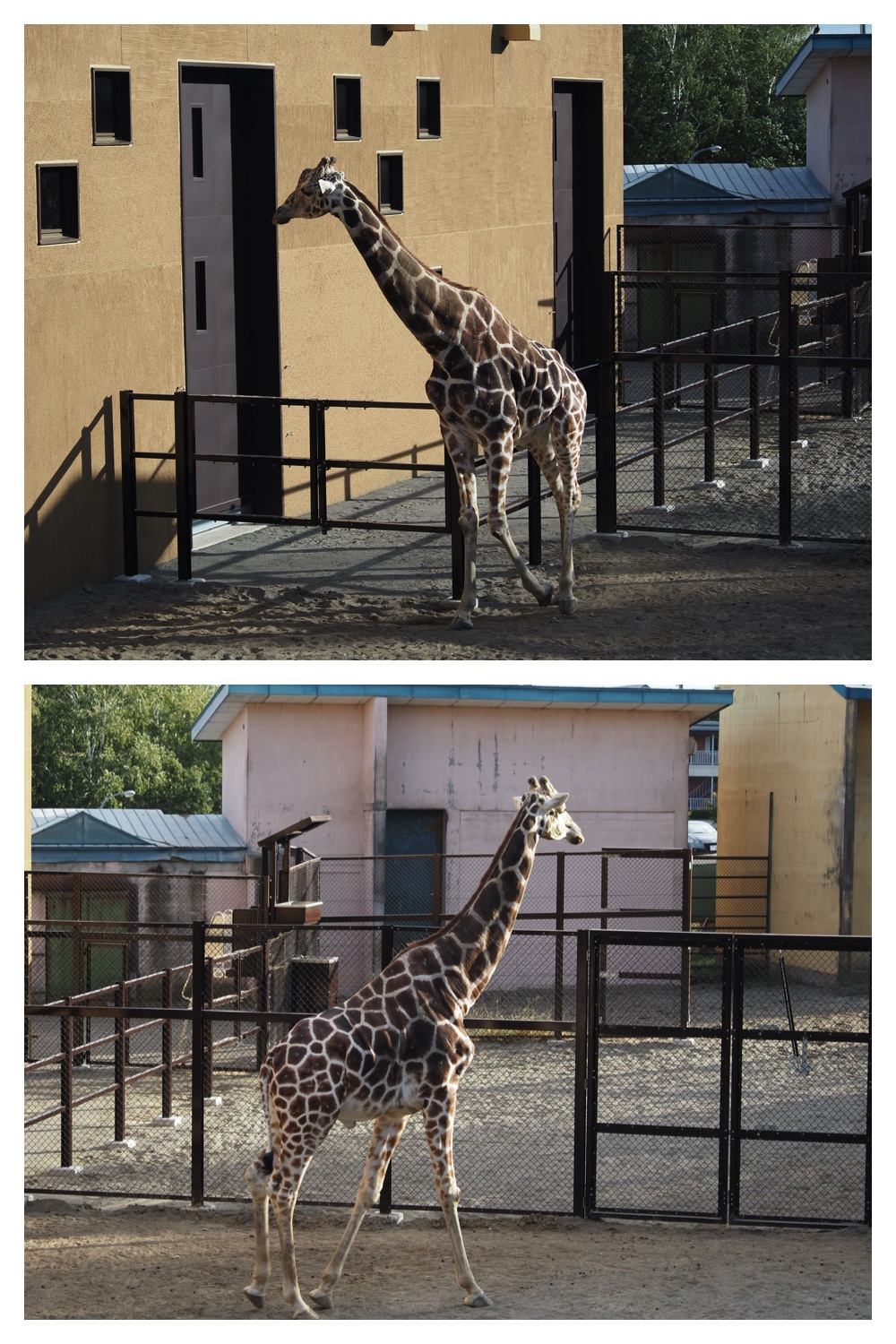 240920_Zoo_1