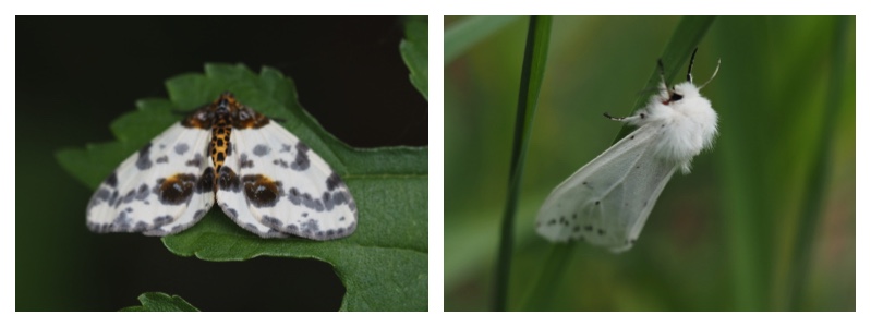 250602_Amerika-shirohitori