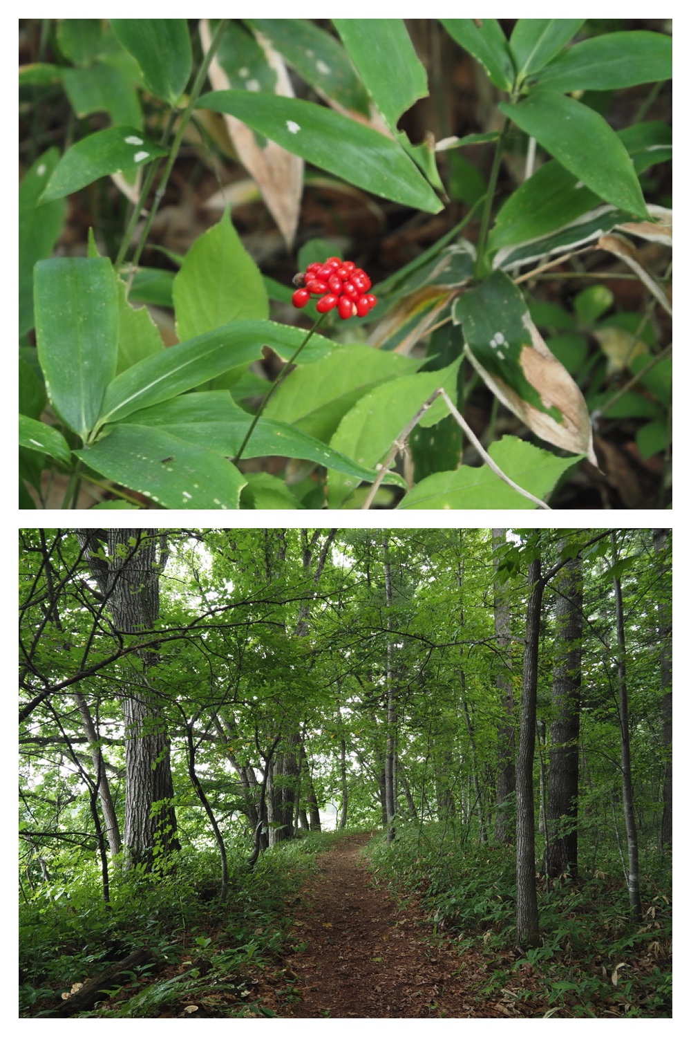 250826_Highschool-forest_5