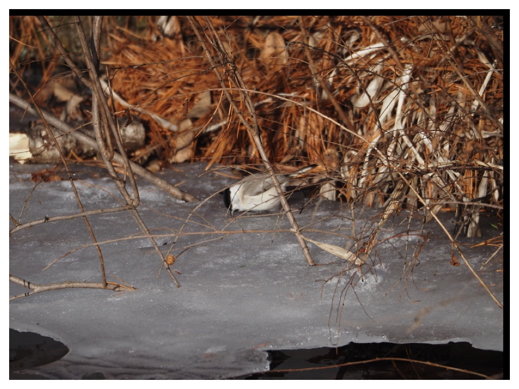 250114_Hashibutogara