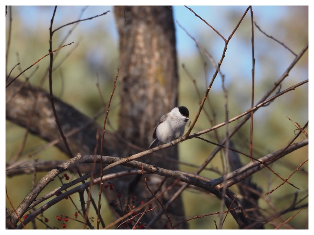 250115_Hashibutogara