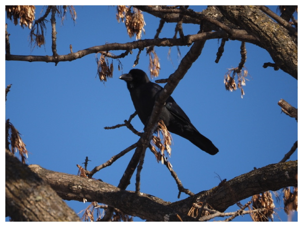 250115_Hashibutogarasu