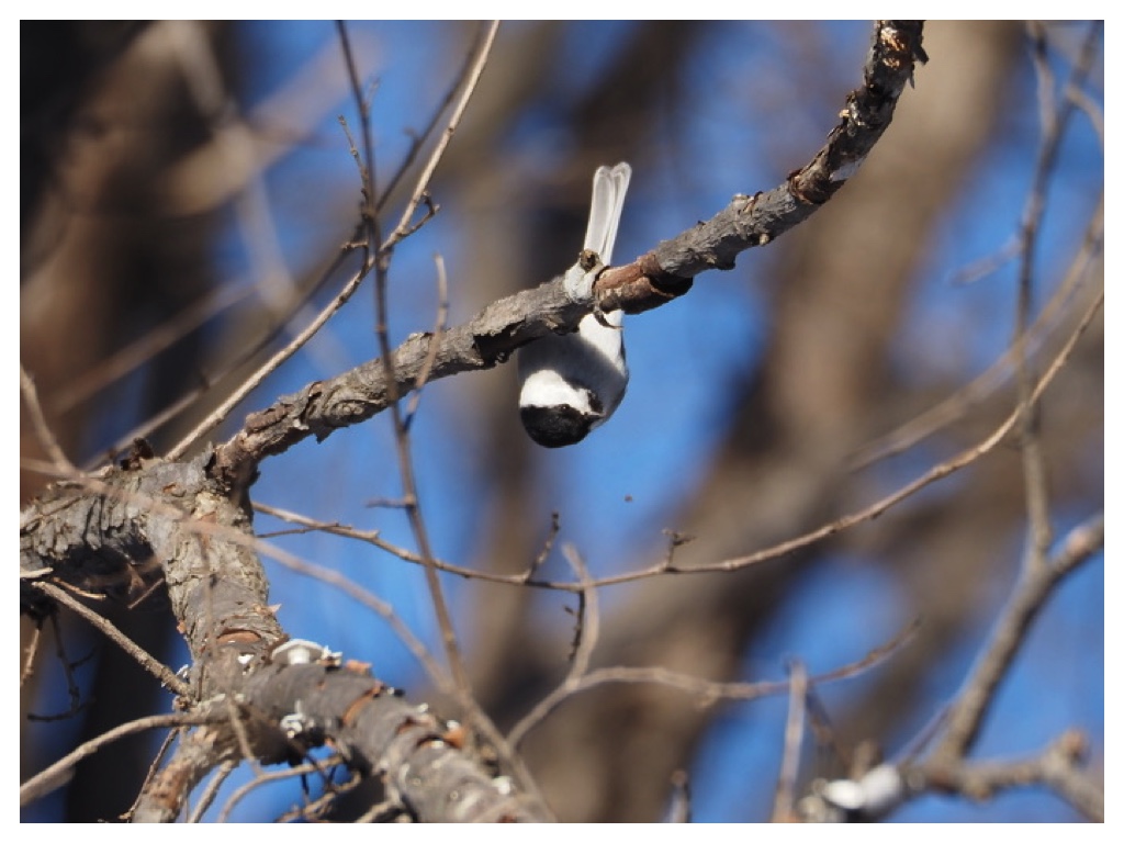 250128_Hashibutogara