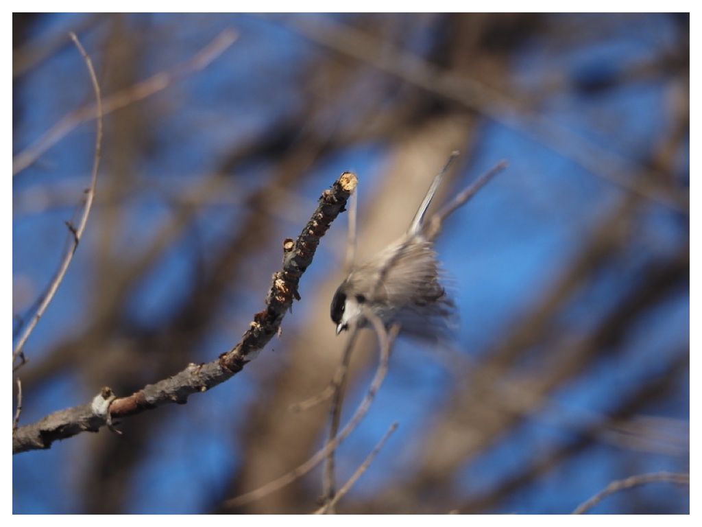 250128_Hashibutogara_3