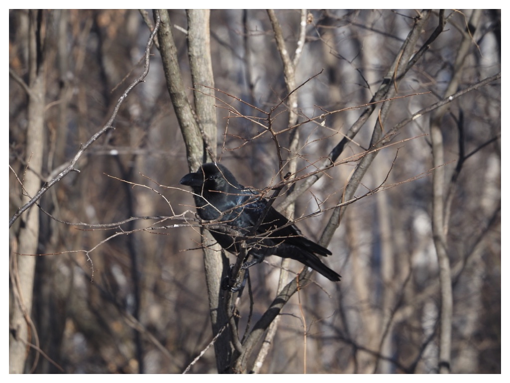 251207_Hashibutogarasu_2