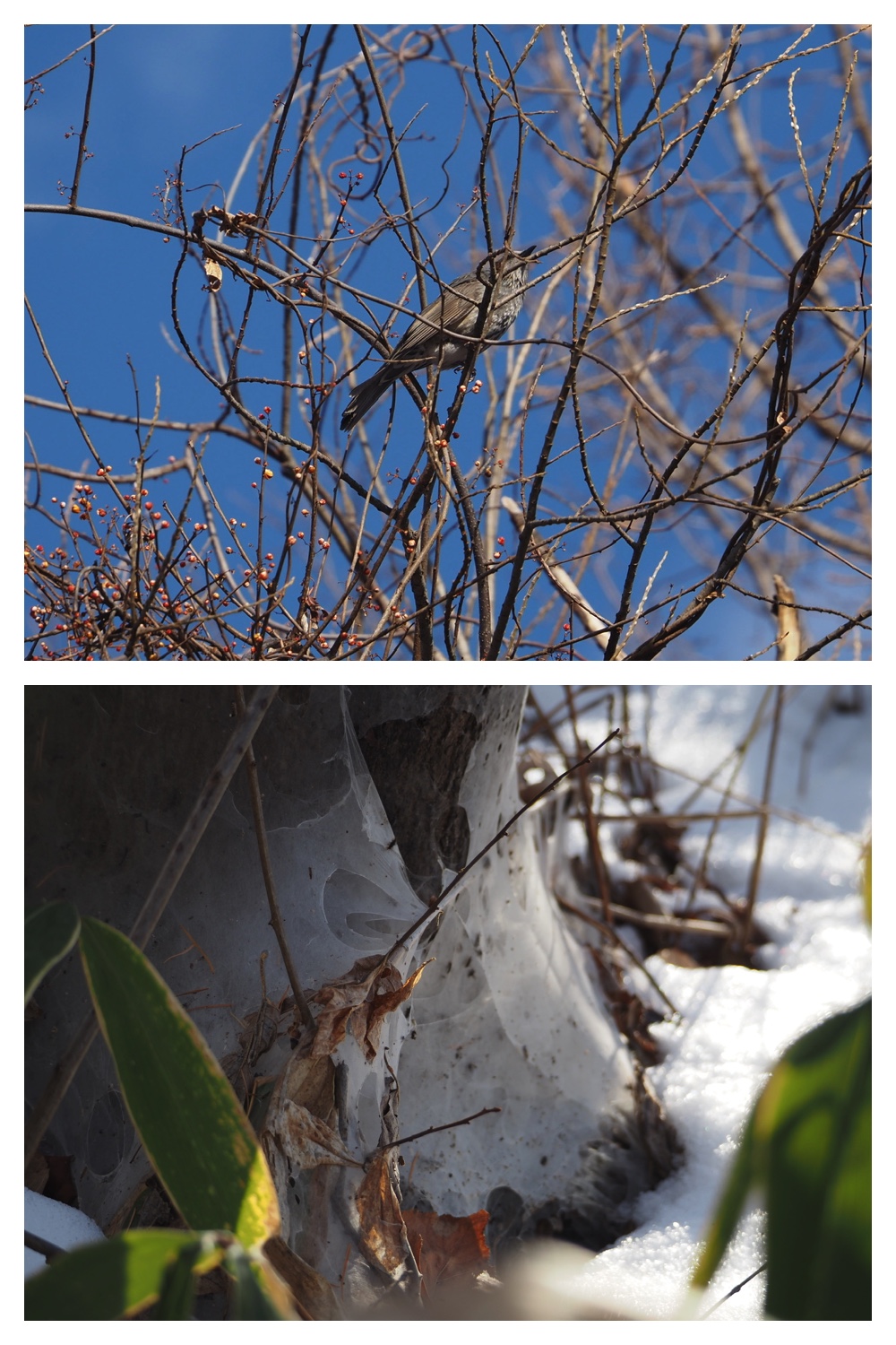 251207_Bird-survey_11