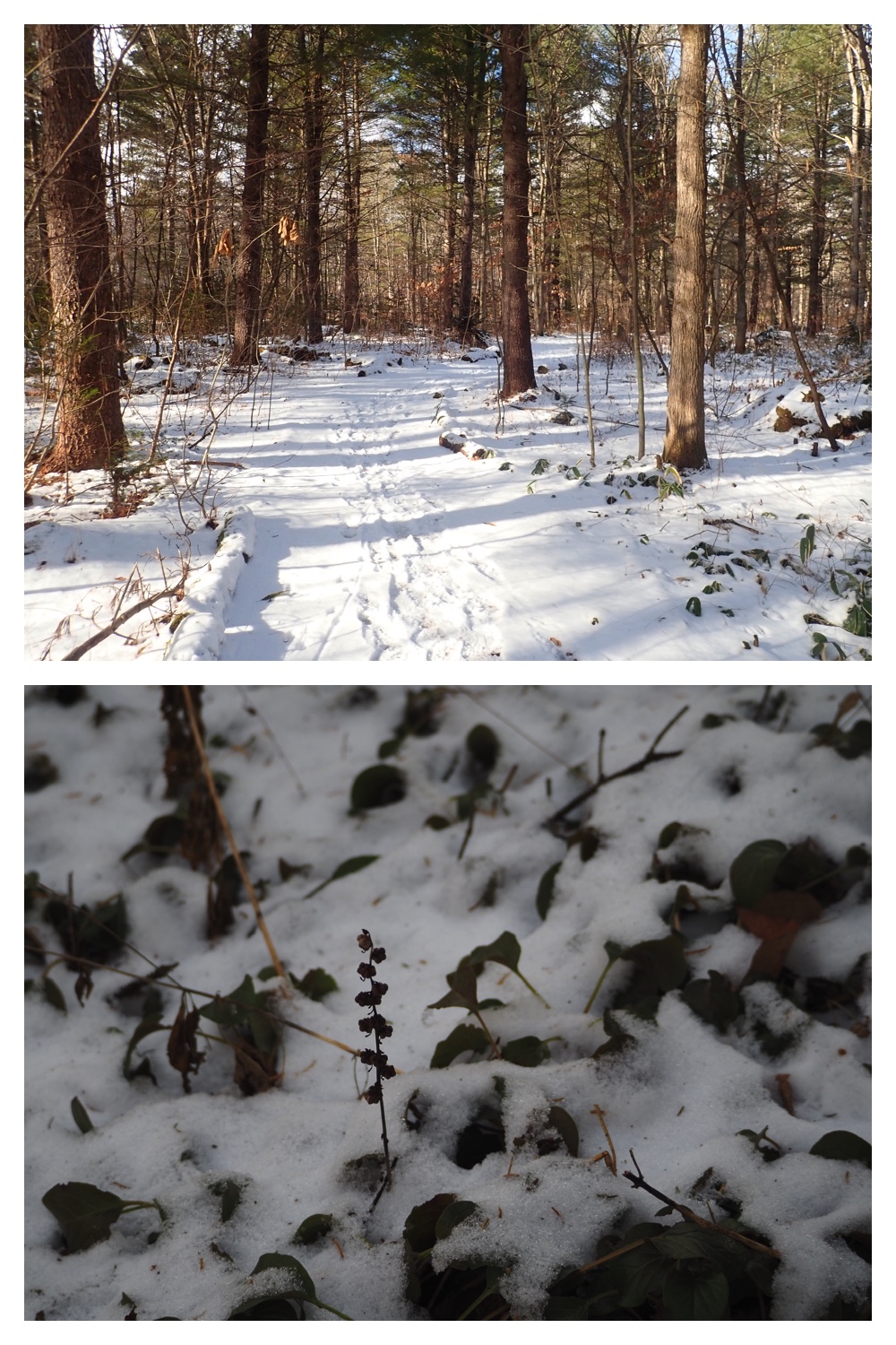 251207_Bird-survey_19