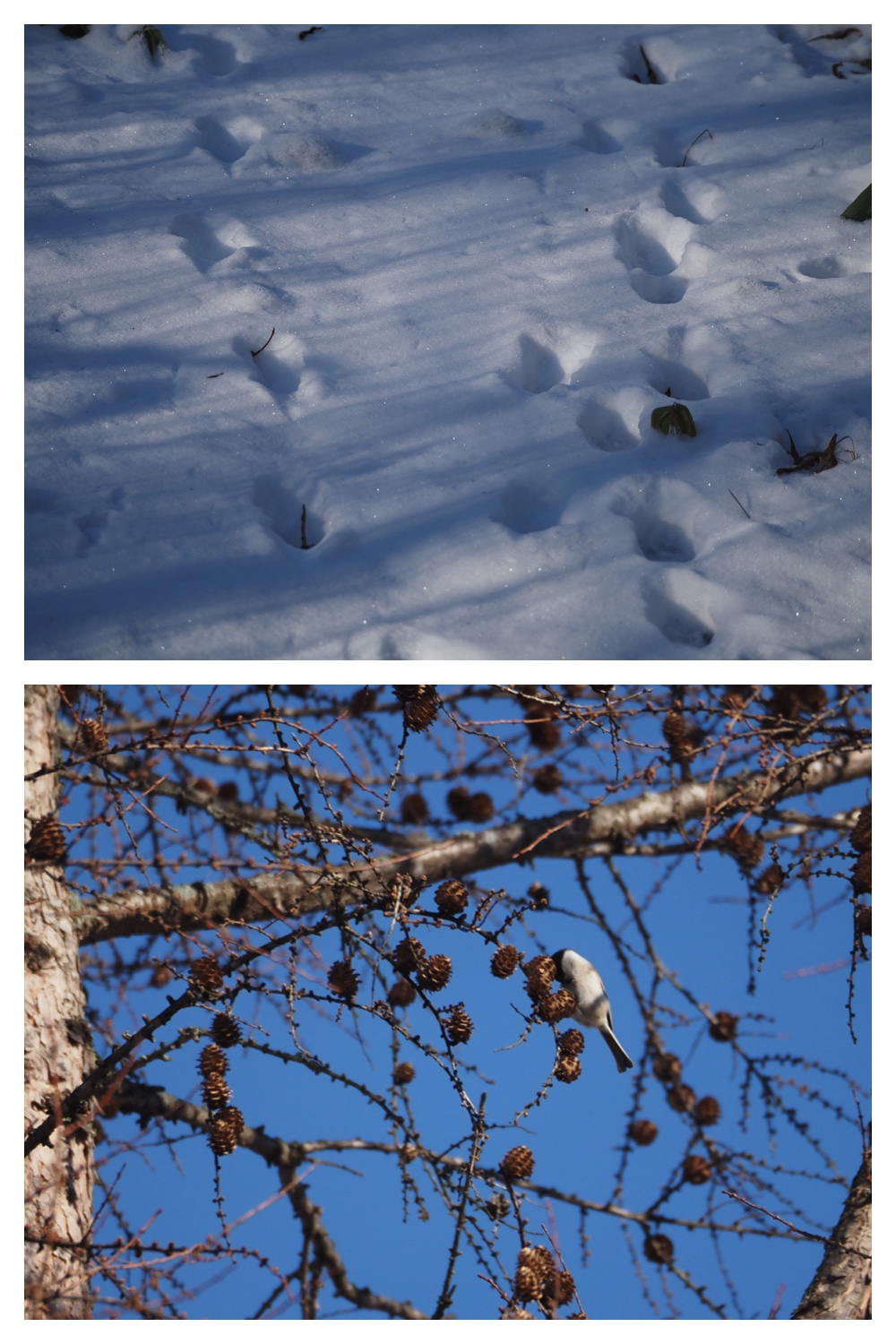 251207_Bird-survey_6