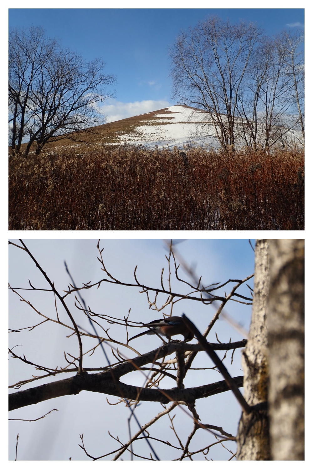 251207_Bird-survey_7