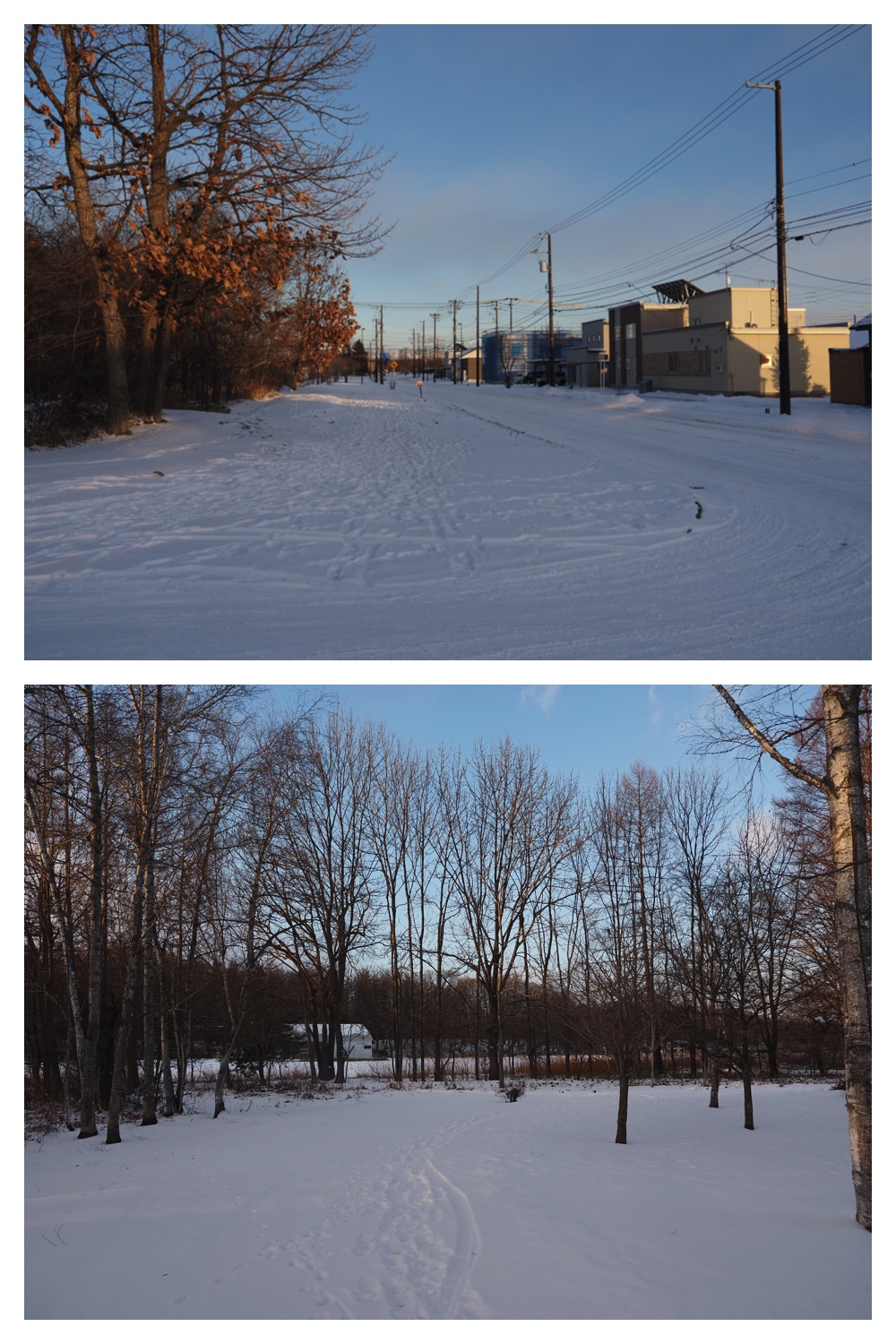 2251212_Evening-walk_1