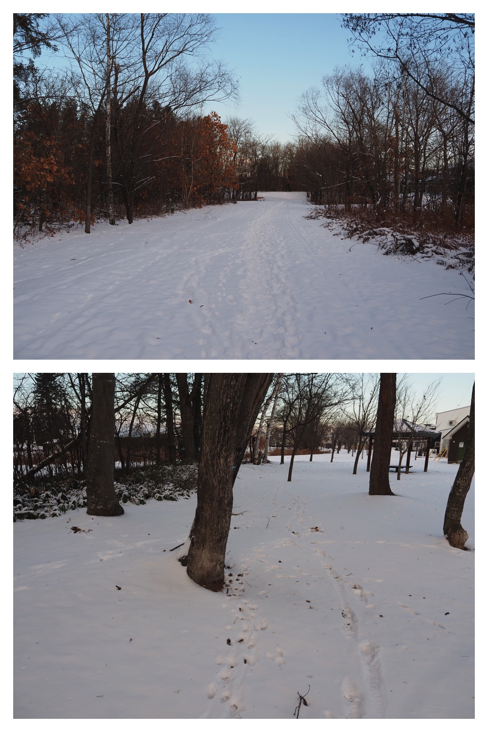 2251212_Evening-walk_4