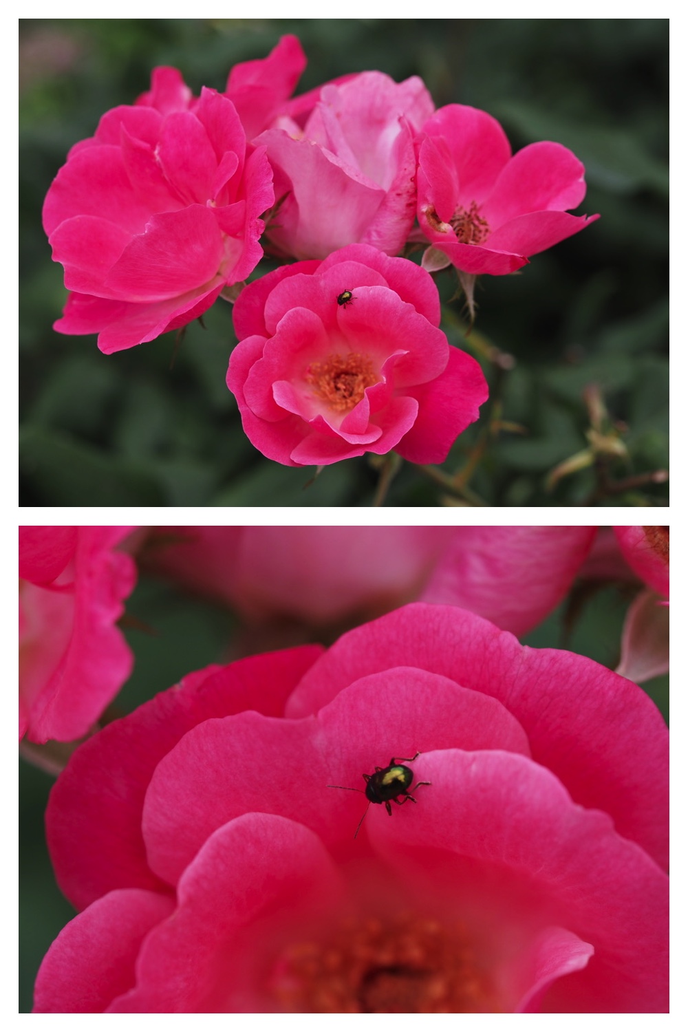 250704_Garden_1