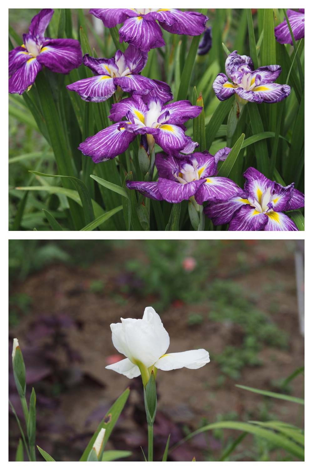 250704_Garden_11