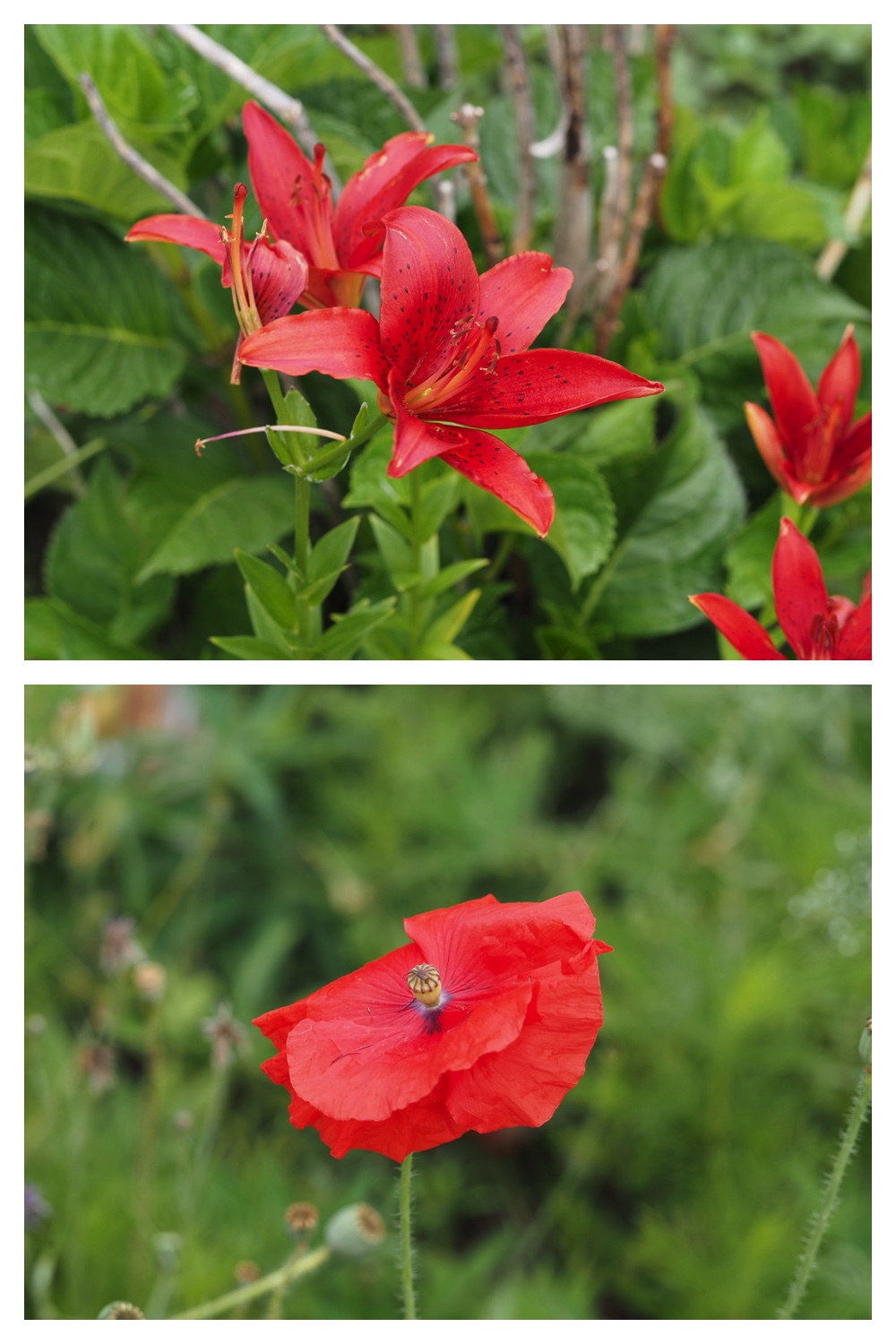 250704_Garden_12