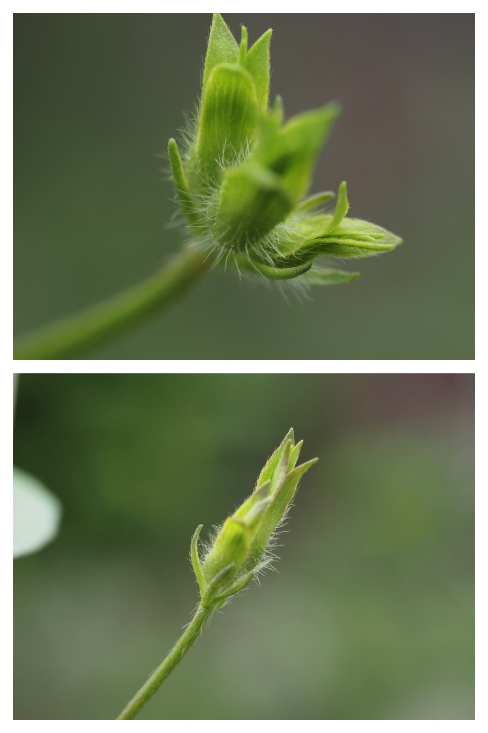 250704_Garden_14