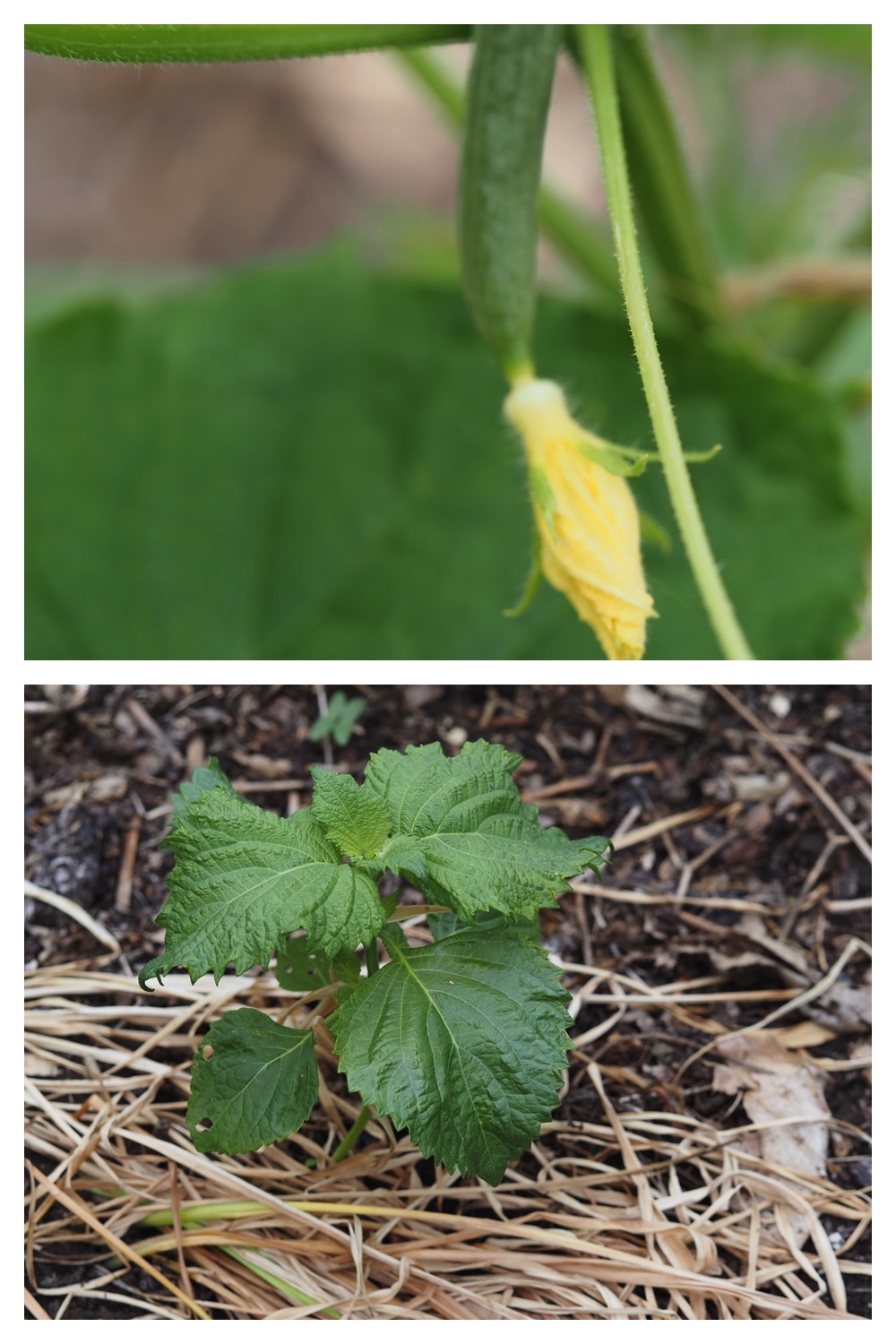 250704_Garden_15