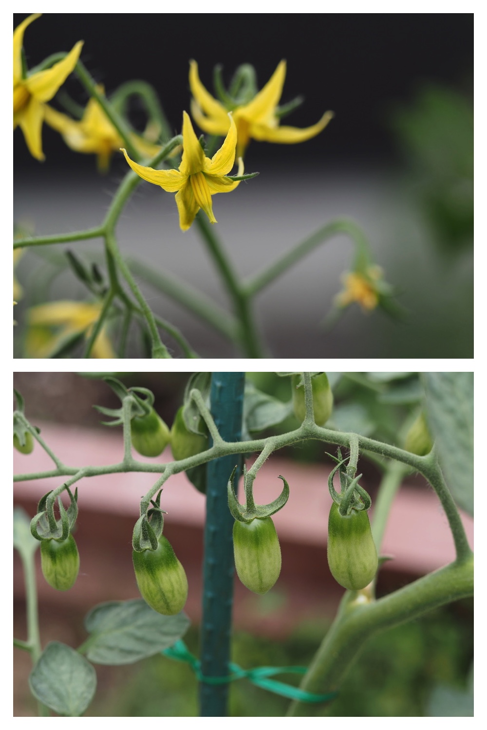 250704_Garden_3