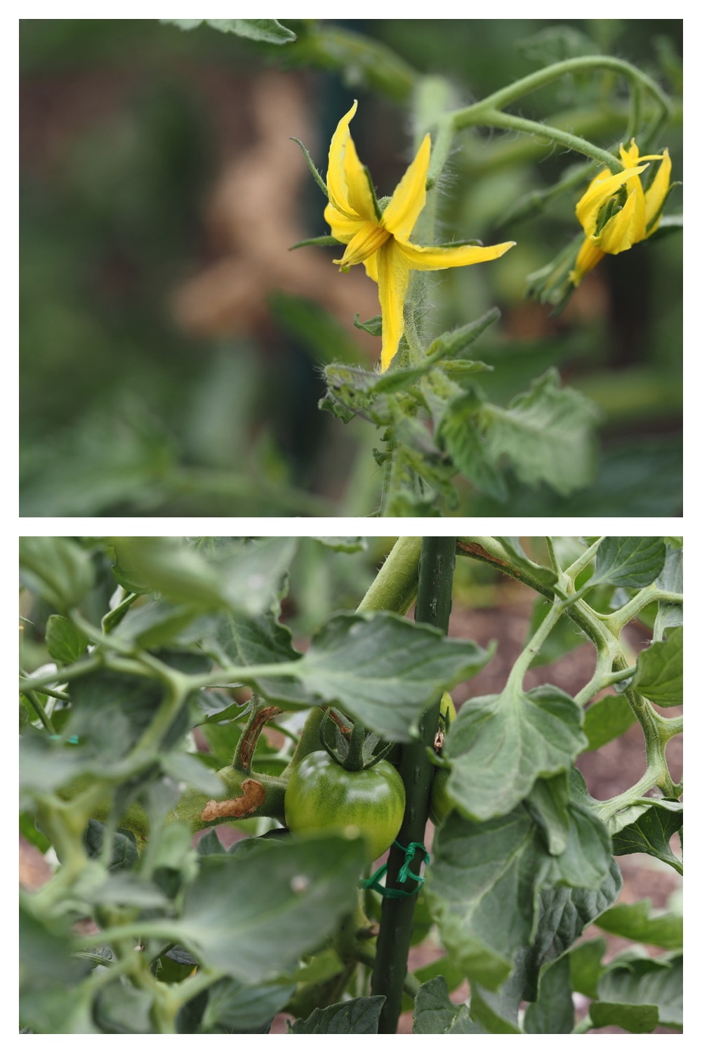 250704_Garden_4