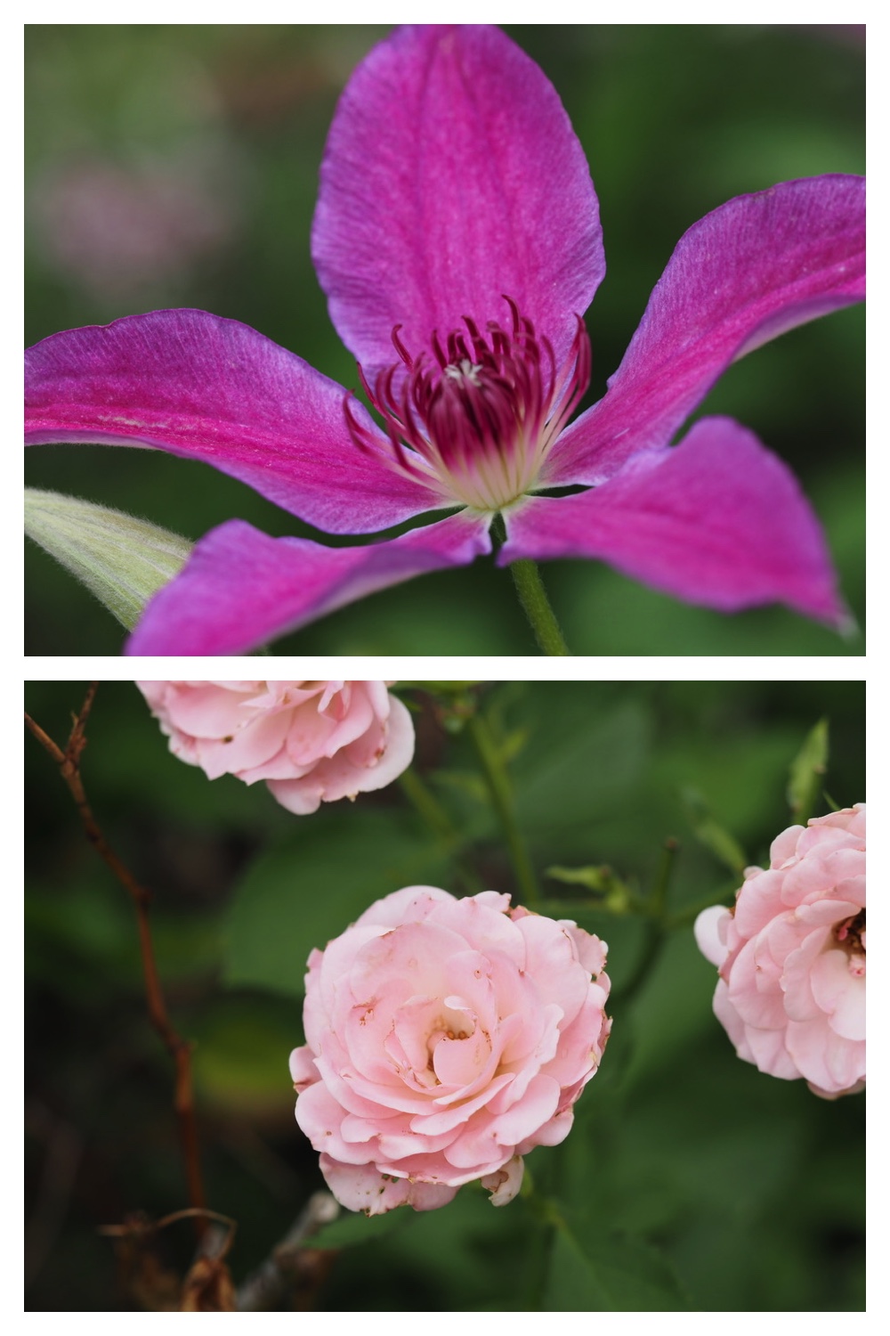 250704_Garden_5