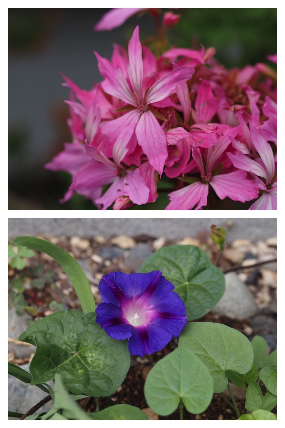 250704_Garden_8