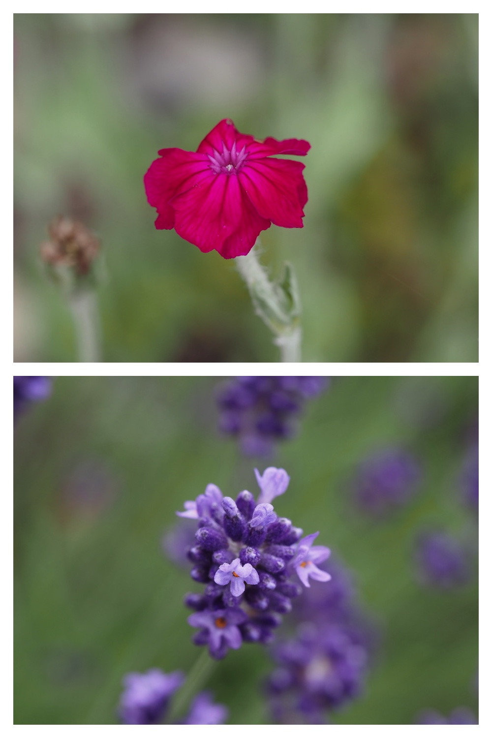 250704_Garden_9