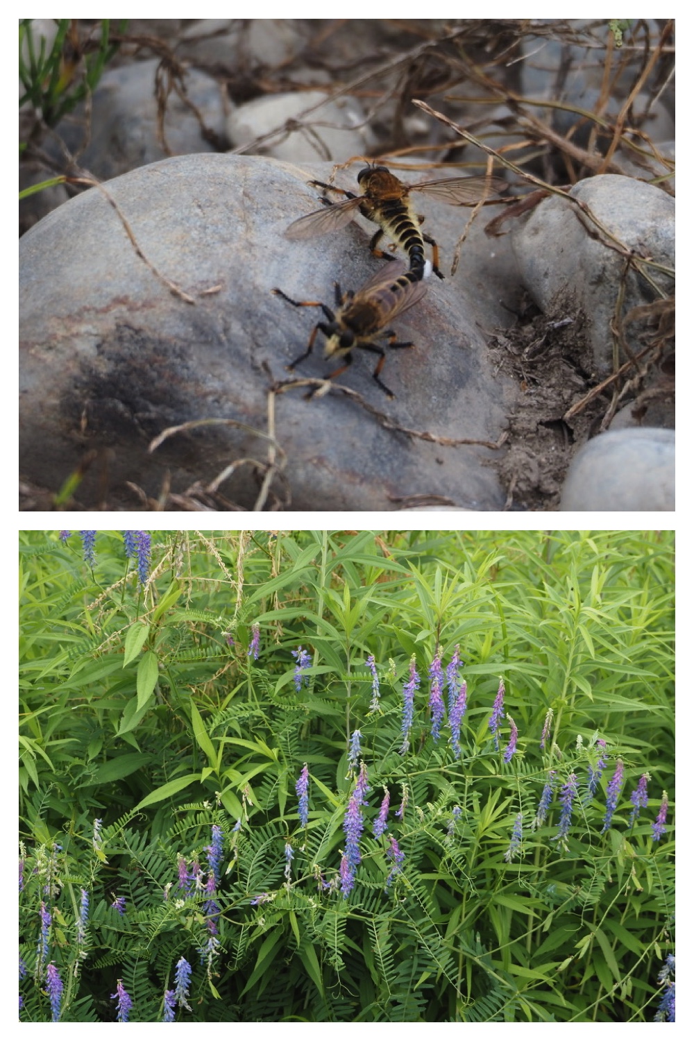 250711_Garden_butterfly_14