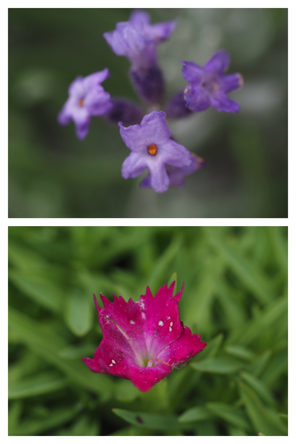 250728_Flower-Insects_8