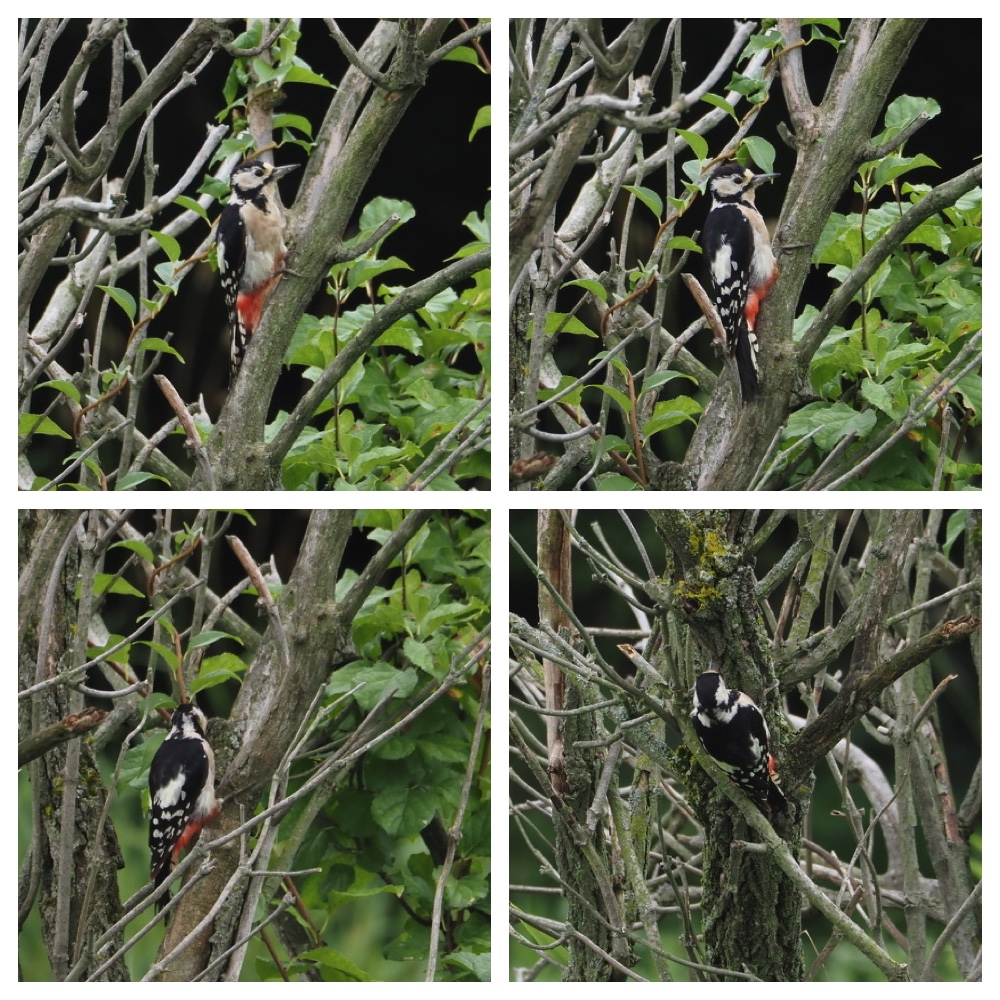 250729_Birds_4.