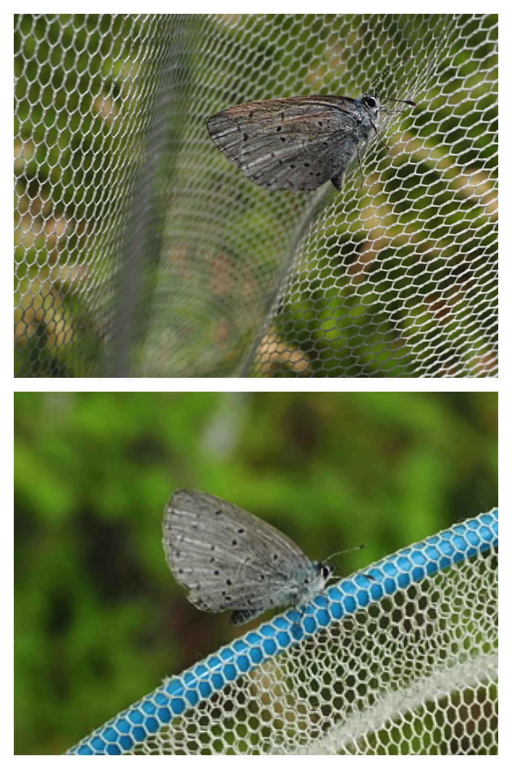 250601_Chou_5