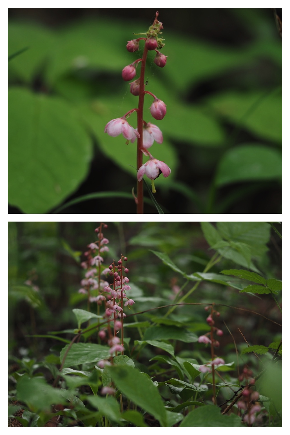 250602_Akanesumire_21