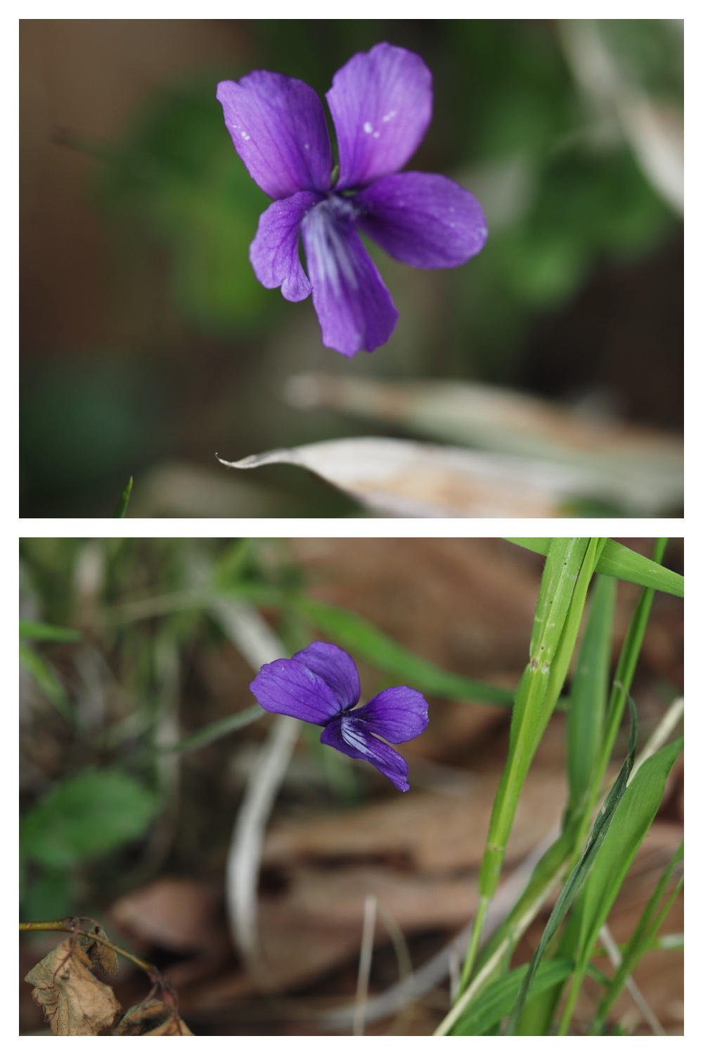250602_Akanesumire_4