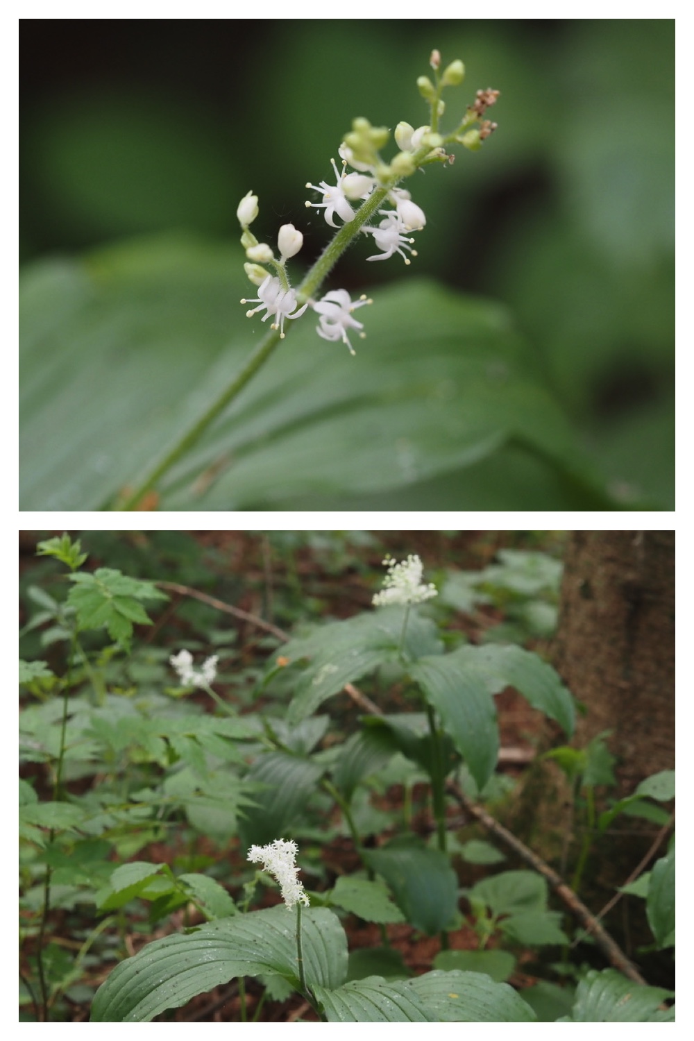 250603_Hagukumu_13