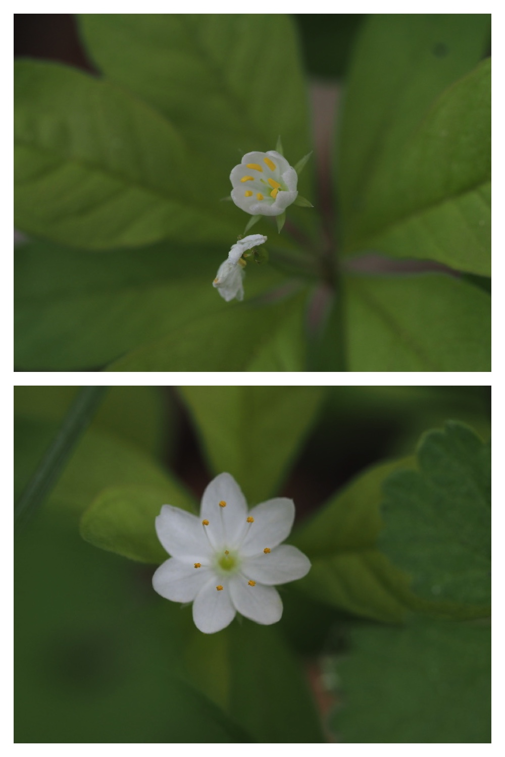 250603_Hagukumu_2