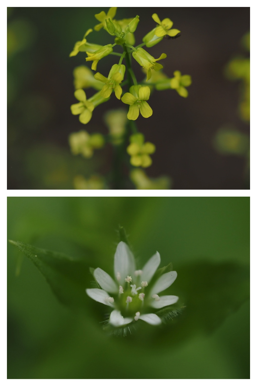 250603_Hagukumu_20