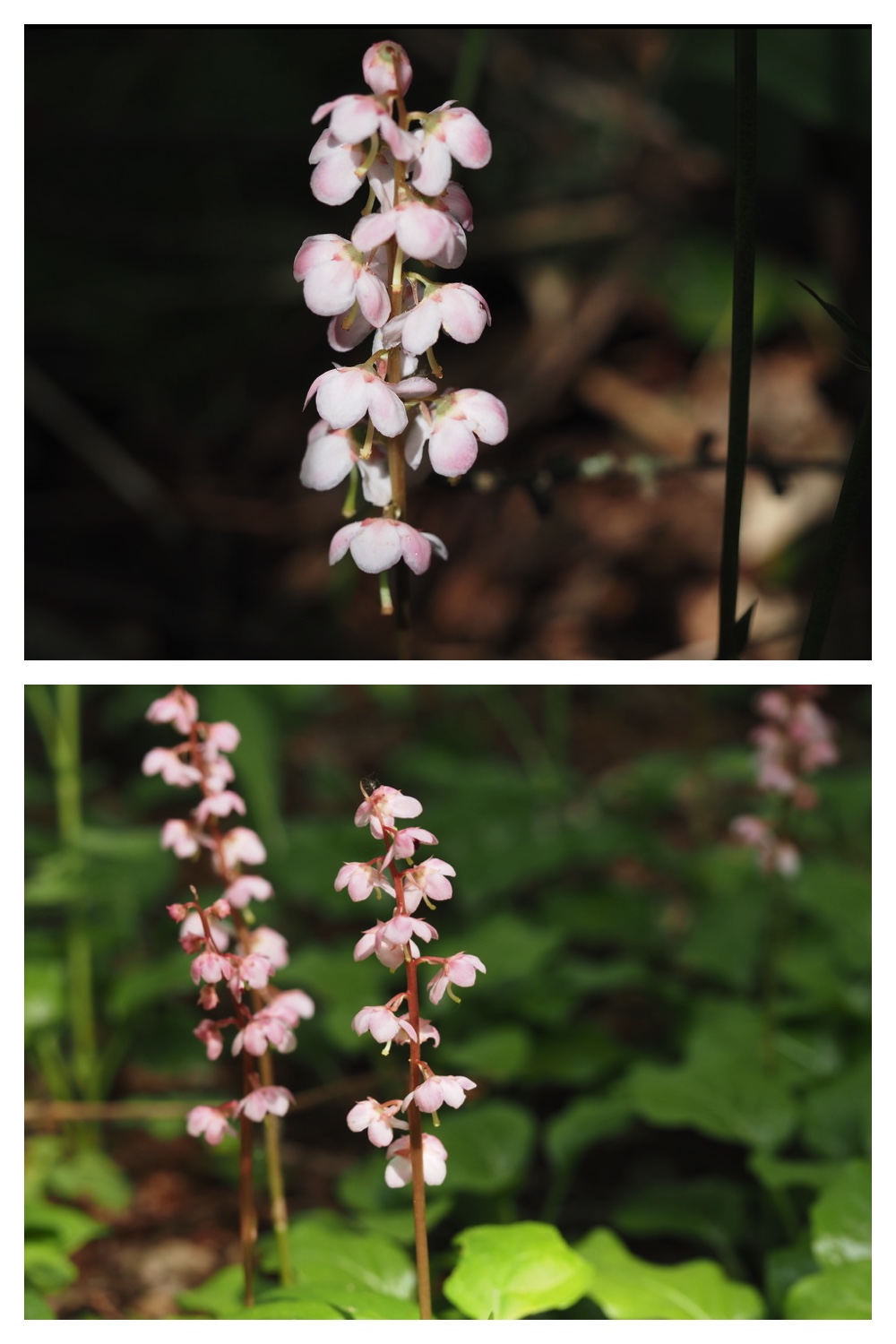 250603_Hagukumu_4