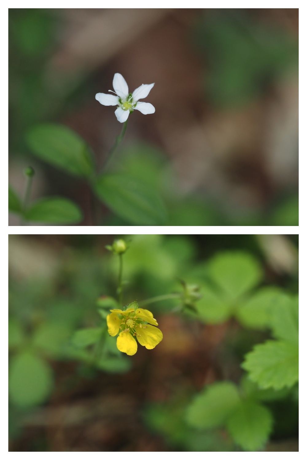 250603_Hagukumu_8