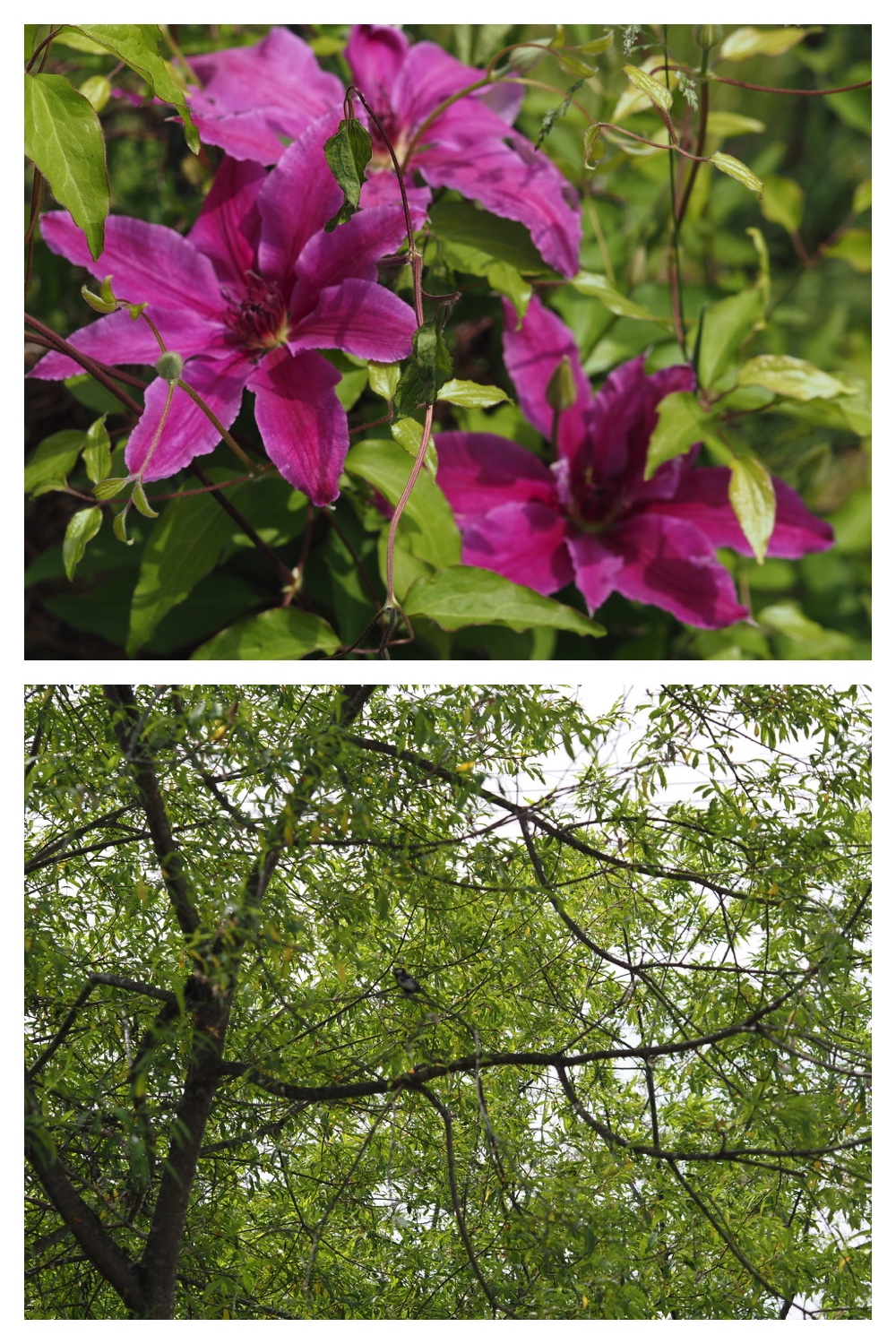 250603_Sumire_13