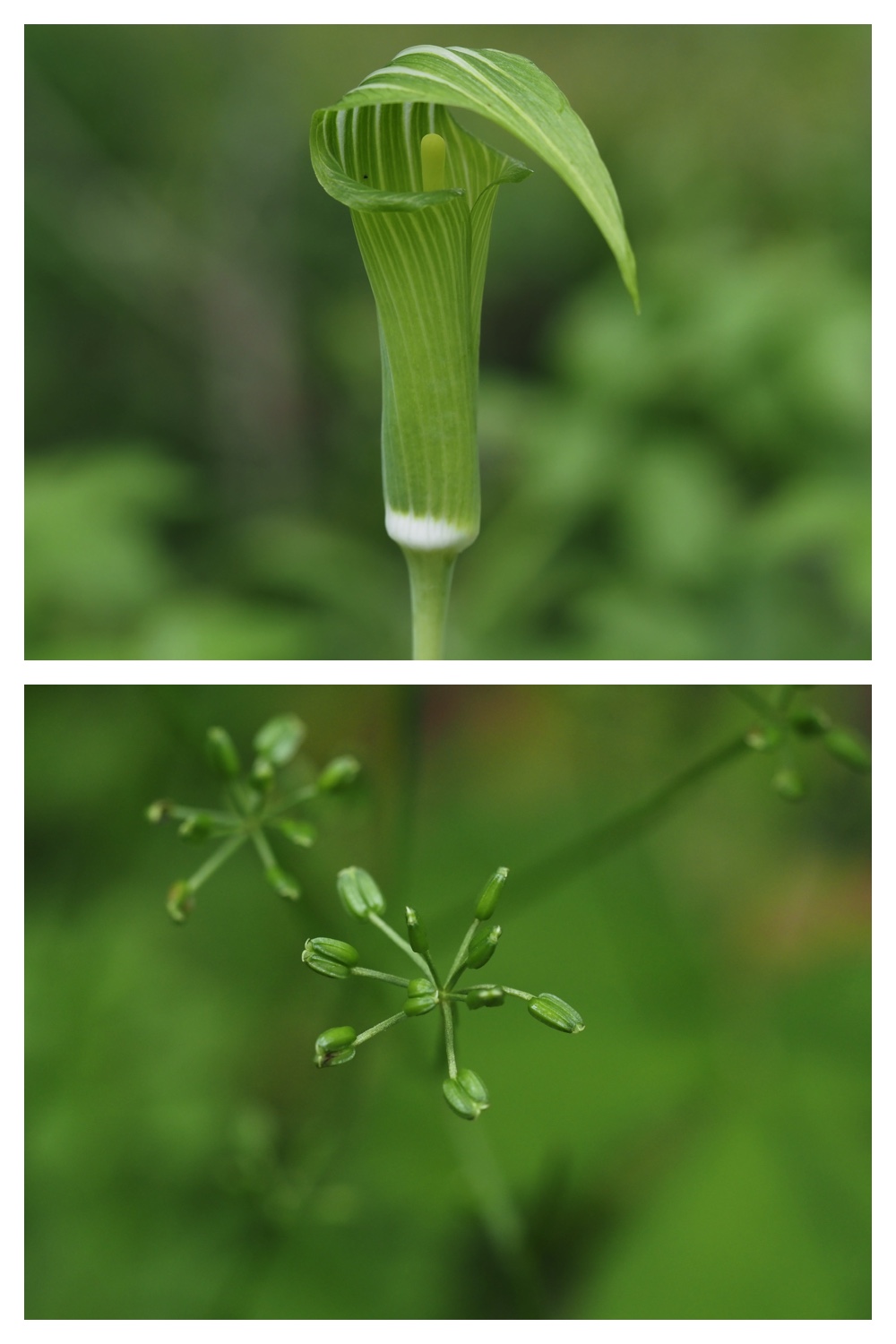 250605_Kokeiran_14.jpg