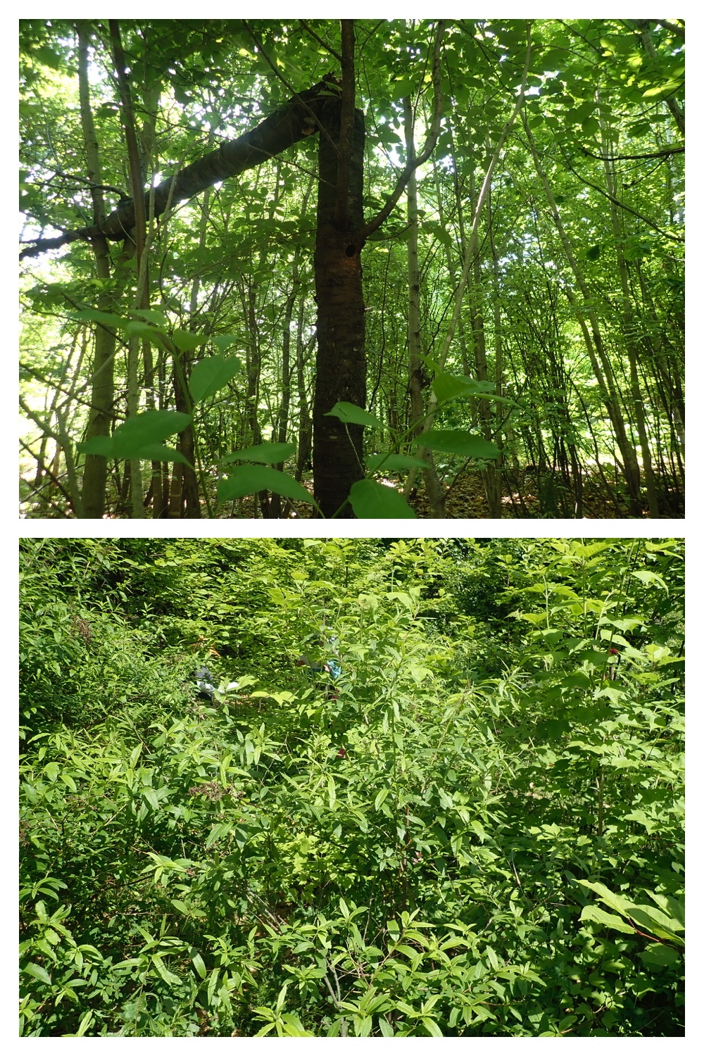 250608_Satoyama_5