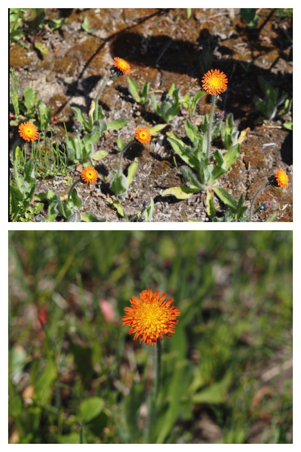 250609_Flowers_1