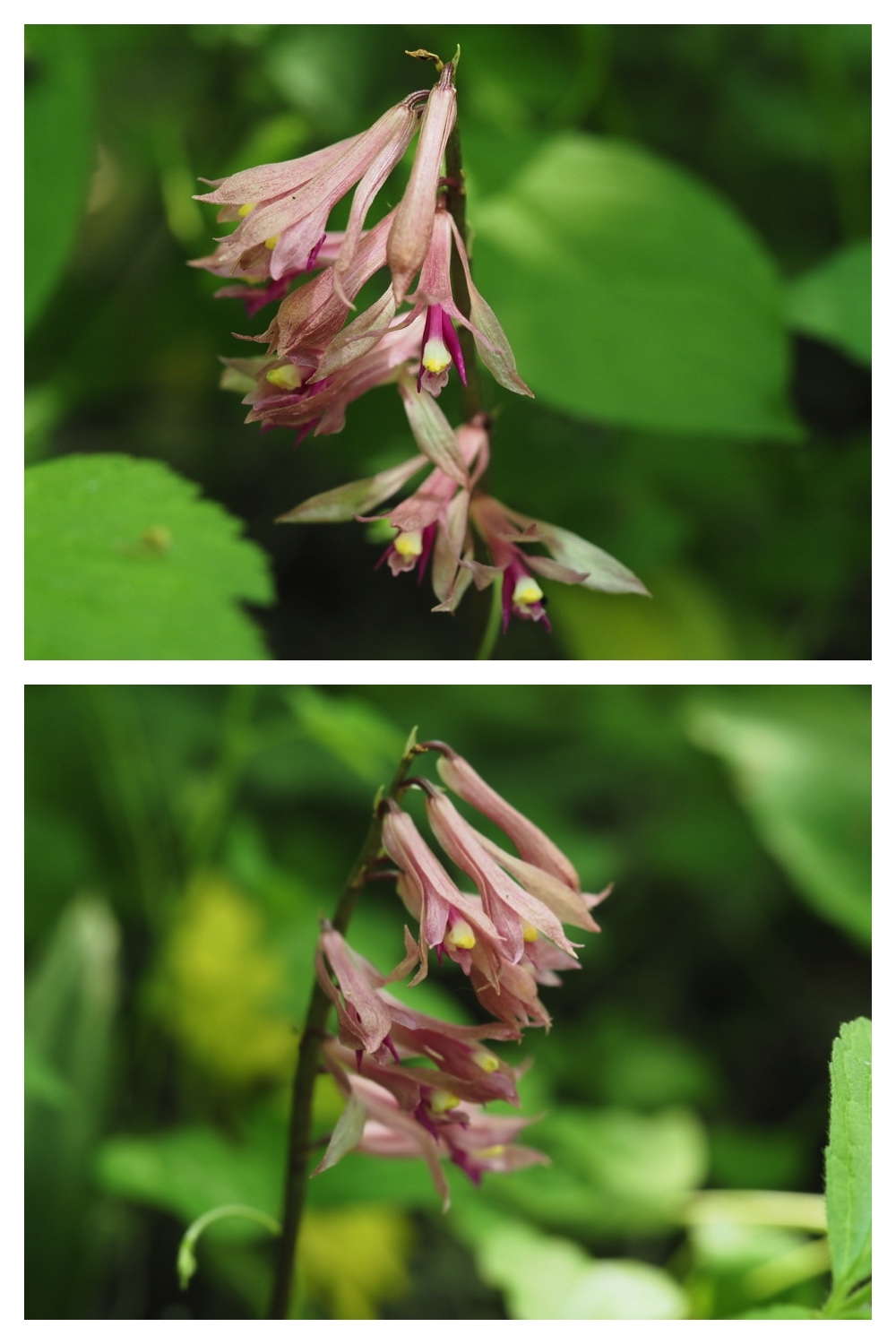 250609_Flowers_10