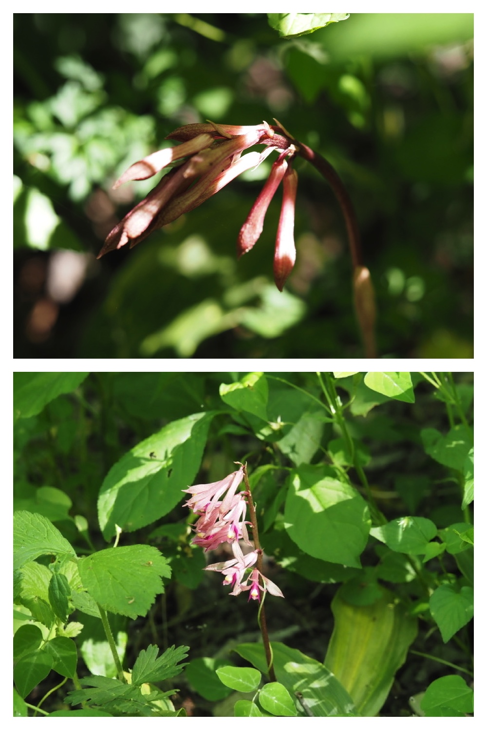 250609_Flowers_11