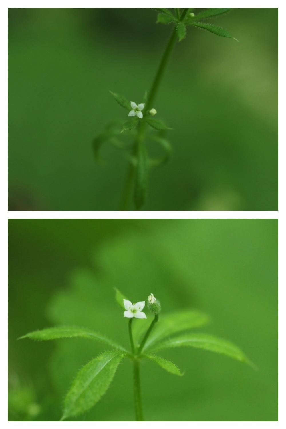 250609_Flowers_12