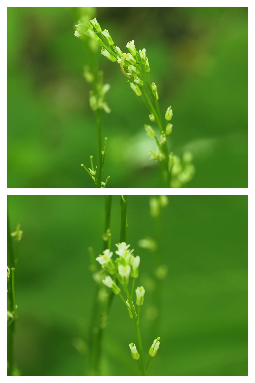 250609_Flowers_13