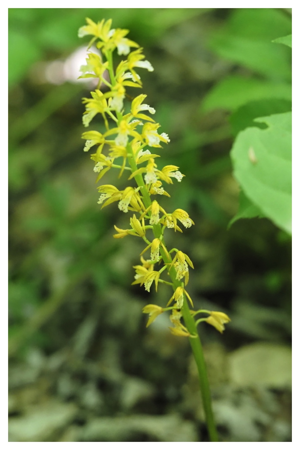 250609_Flowers_14