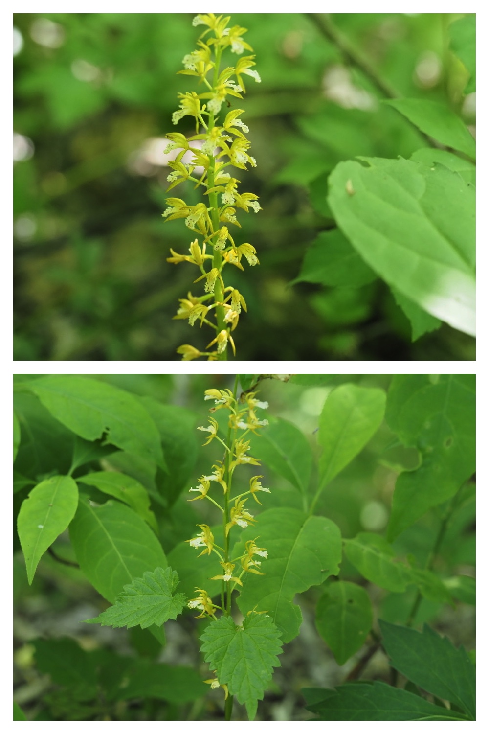 250609_Flowers_15