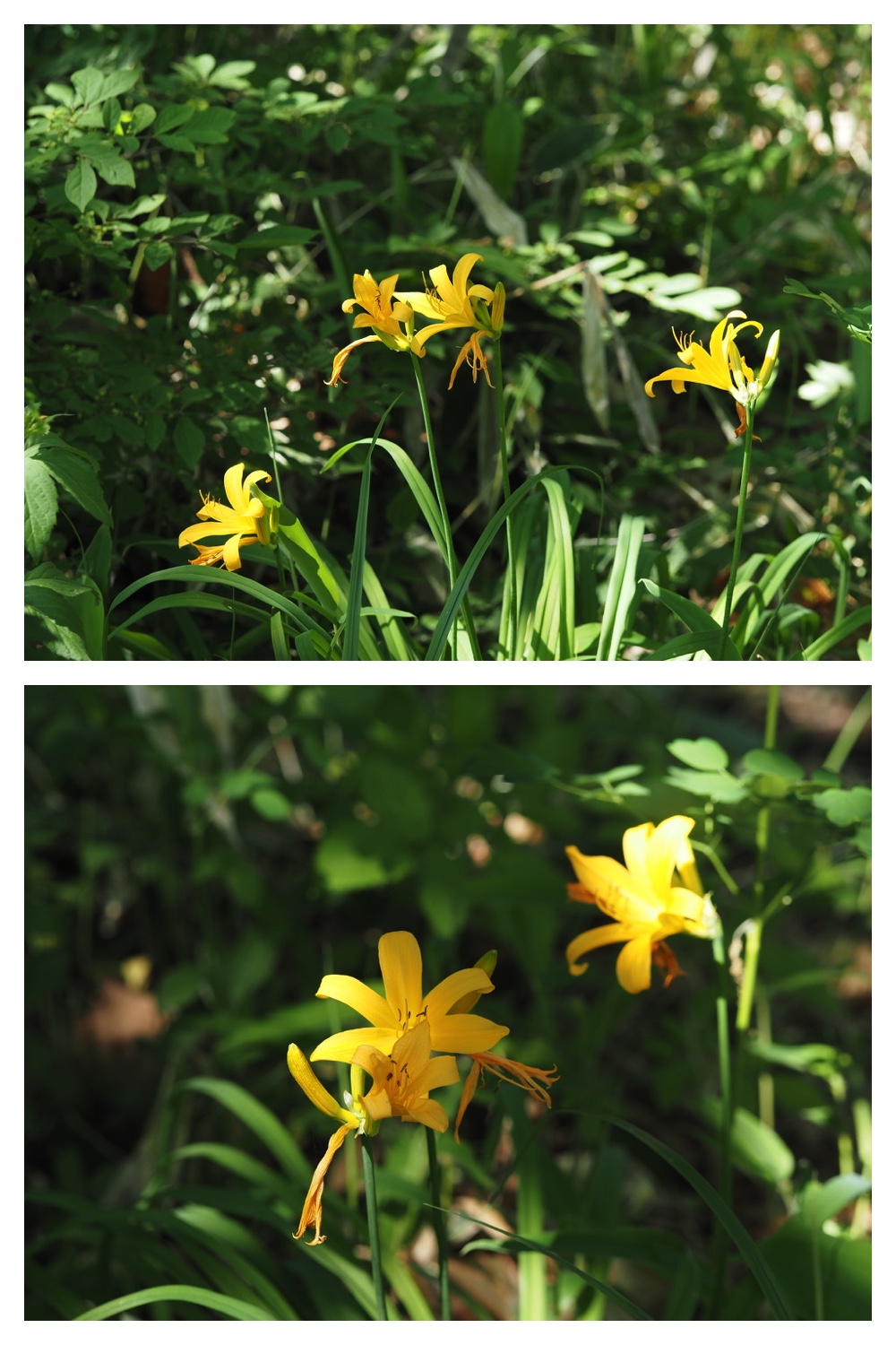 250609_Flowers_17