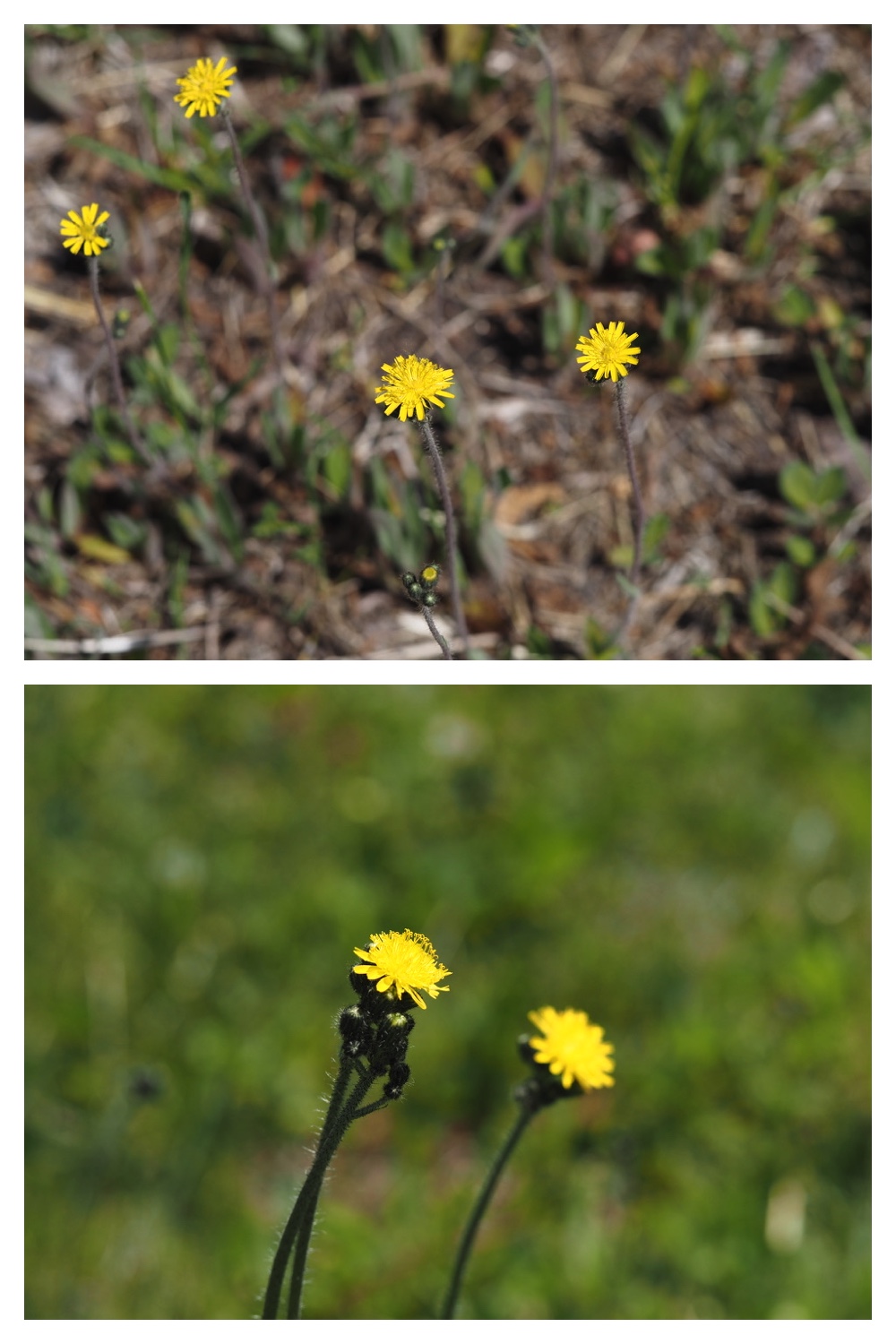 250609_Flowers_2